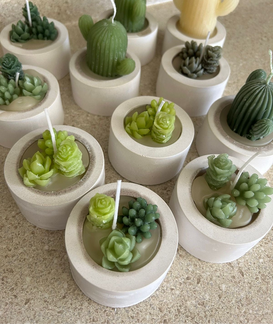 Maceta Cactus